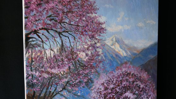 Almond Trees in Bloom