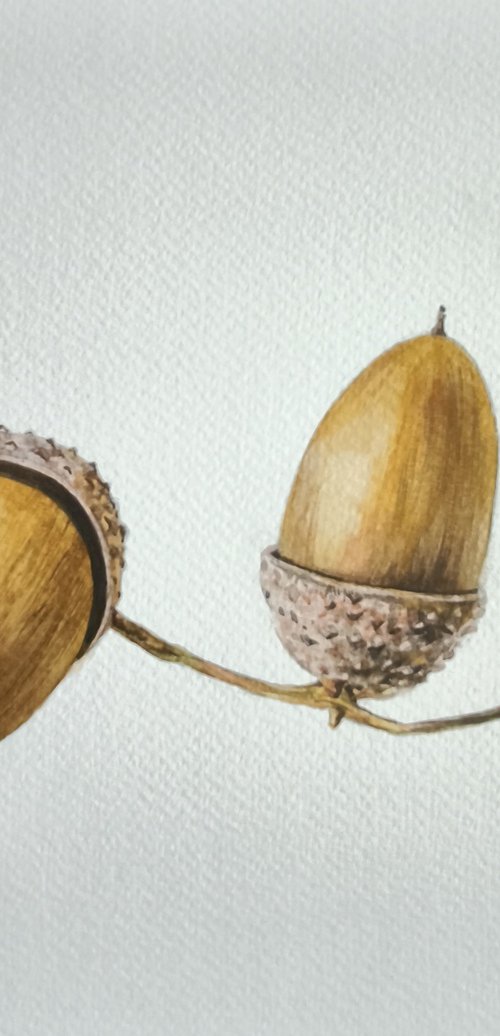 Original Botanical Watercolor: Golden Acorns by Iryna Zadnipriana