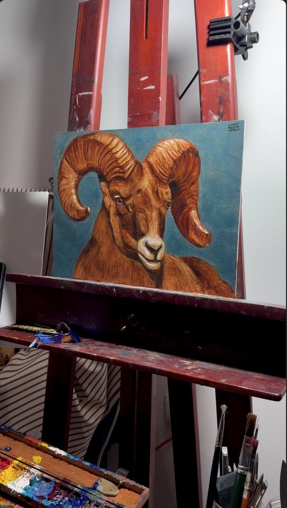 Ram Sheep