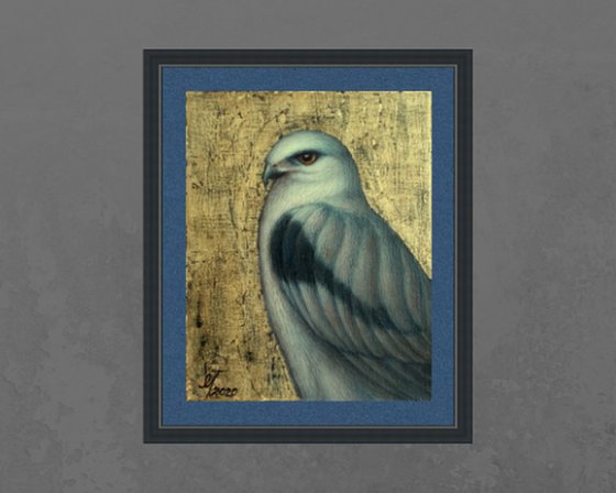 birds "White hawk"
