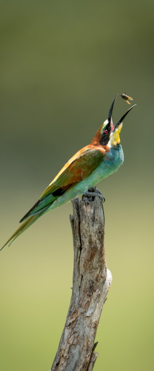 Fly Bee by Nick Dale