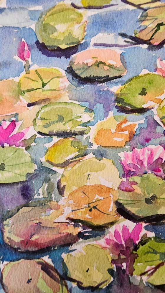 Water lilly pond II