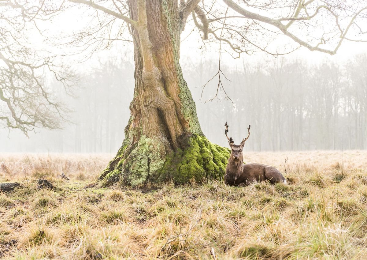 Photorealistic Animal Photograph By Andrew Lever, 47 X 33, The Stag 2, Original Artwork