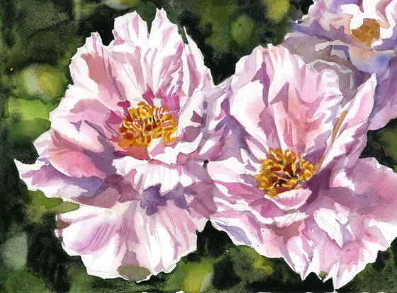 double peonies watercolor floral