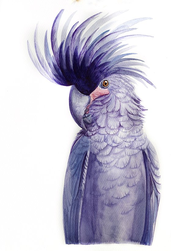 Black palm cockatoo, A Playful Glimpse of Nature in Watercolour