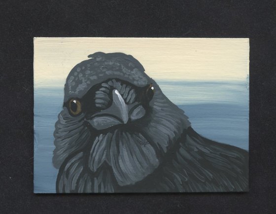 Crow Raven Bird