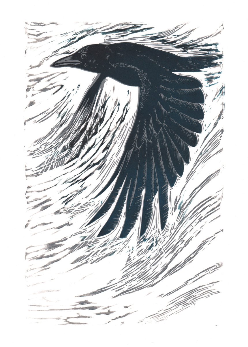 Corvus study 1 by Hazel McNab