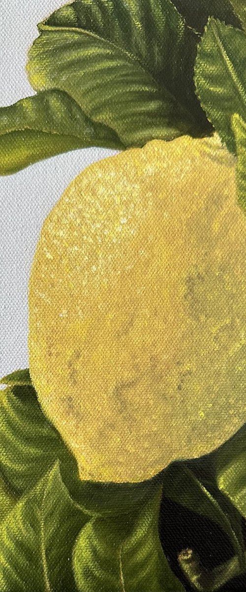 Lemon on branch #1 by MINET