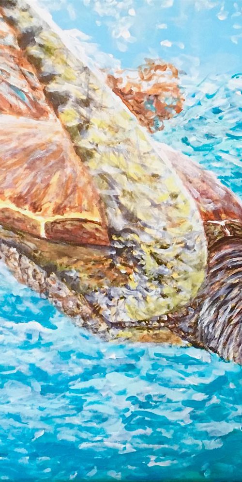 Diving Turtle by Robbie Potter