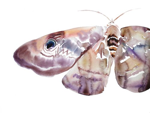 Moth Study No. 3 by Elizabeth Becker