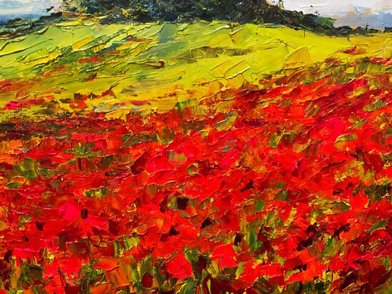 Vivid poppies. Tuscany