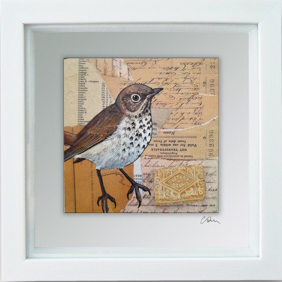 The Song Thrush and the Custard Cream