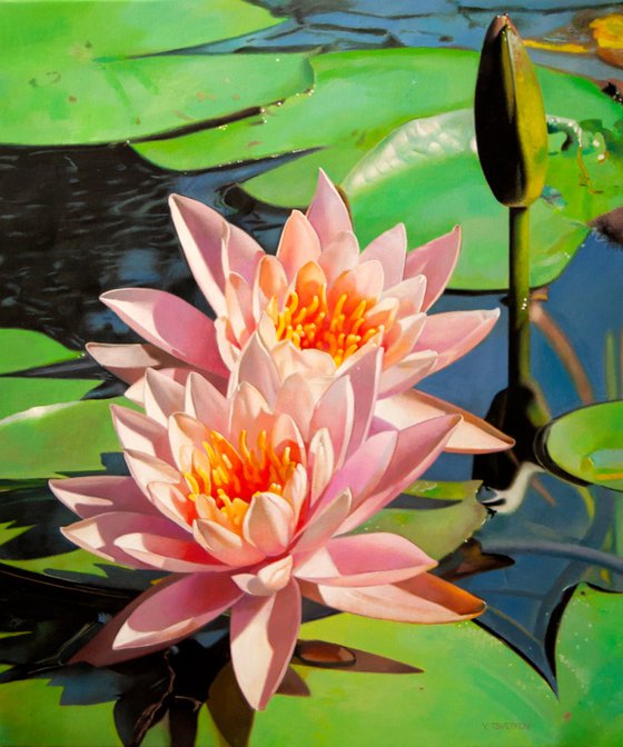 Water lillies