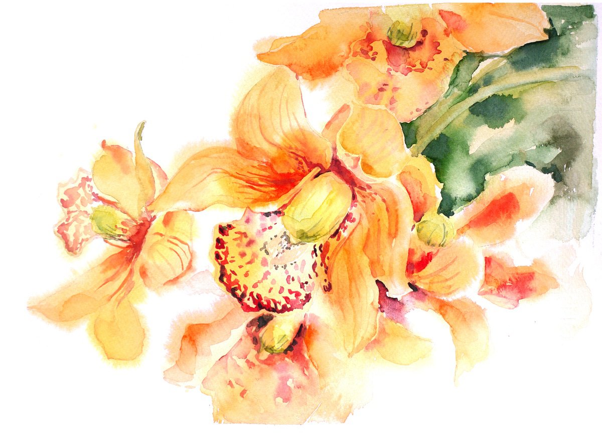 Orchid spring flowers watercolor illustration by Tanya Amos