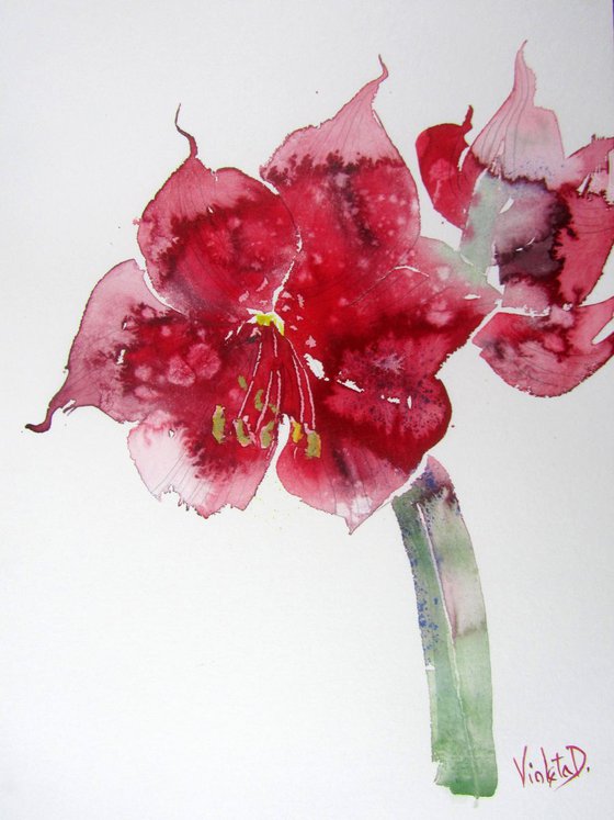 Red Amaryllis (Hippeastrum species) 1