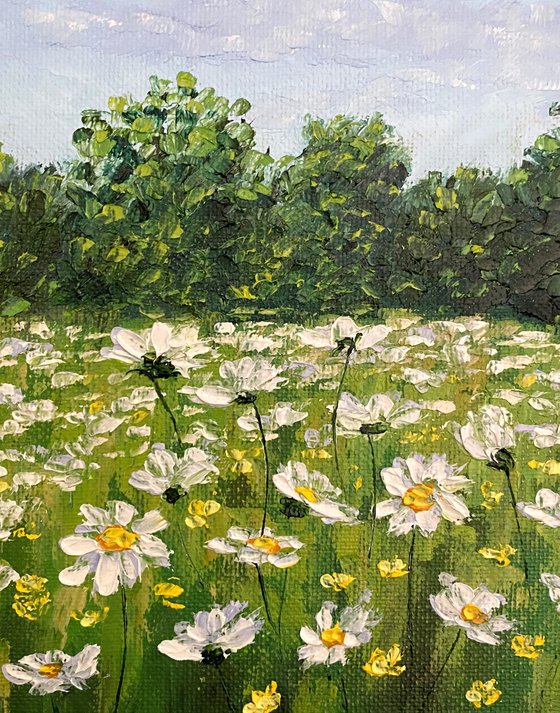 Daisy field