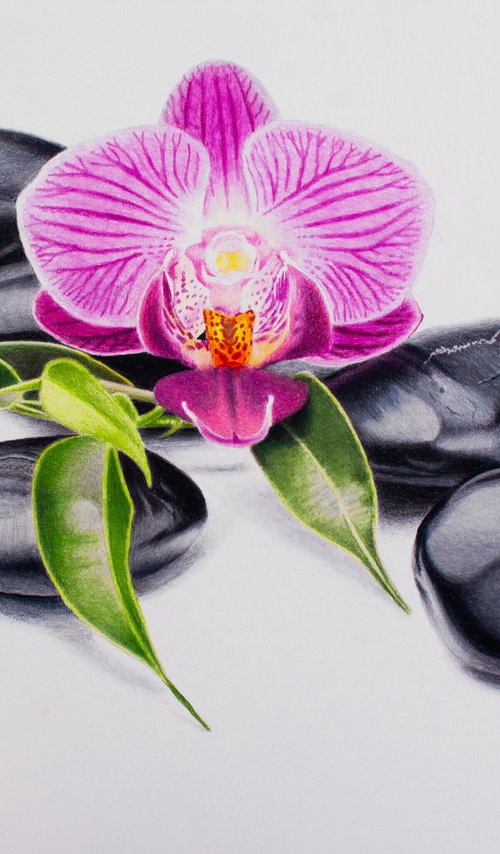 Pebbles and Orchid by Dietrich Moravec