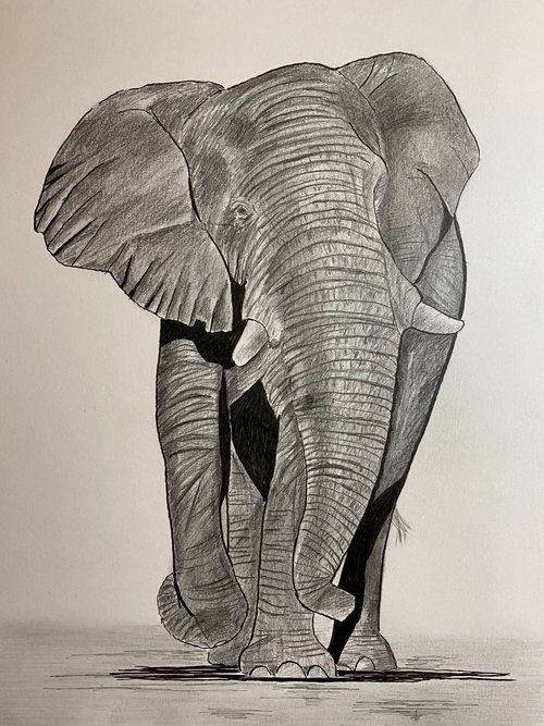 Elephant 3 by Maxine Taylor
