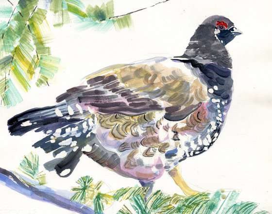 Spruce grouse watercolour
