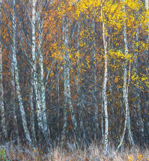 Autumn Sonata by Nick Psomiadis