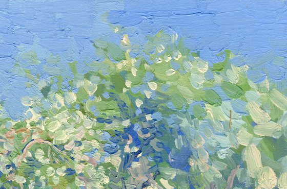 Apple blossom. Kolomenskoye