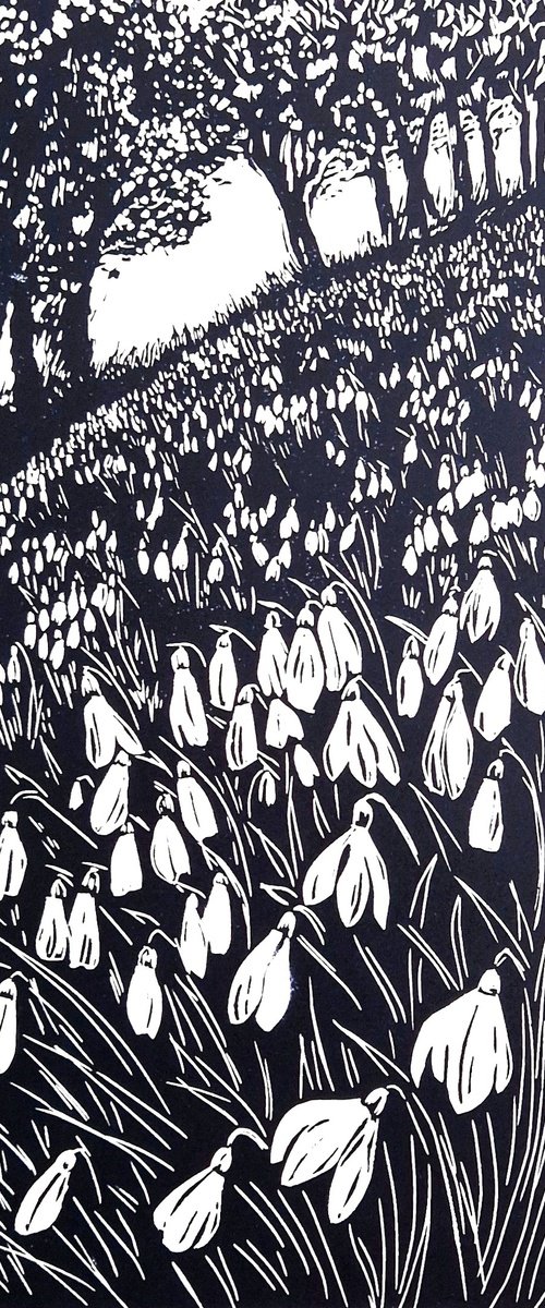 Snowdrop Wood by Jo Biggadike