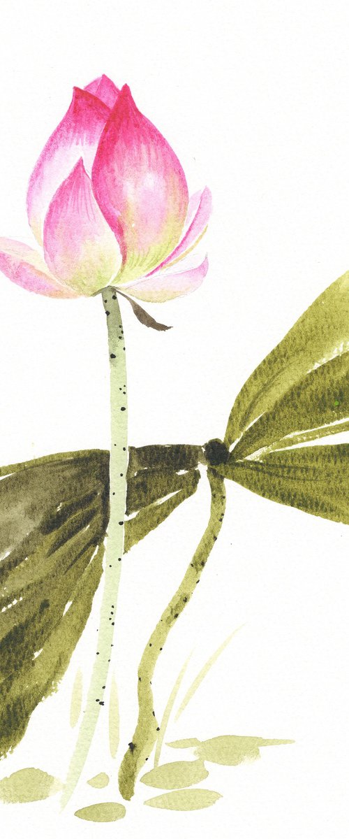 Lotus in Quiet Reflection by Hai Doan