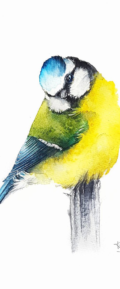 Blue Tit,  birds, wildlife watercolours by Karolina Kijak