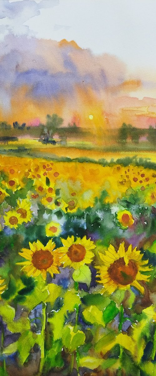 Sunflowers field. Sunset landscape by Ann Krasikova