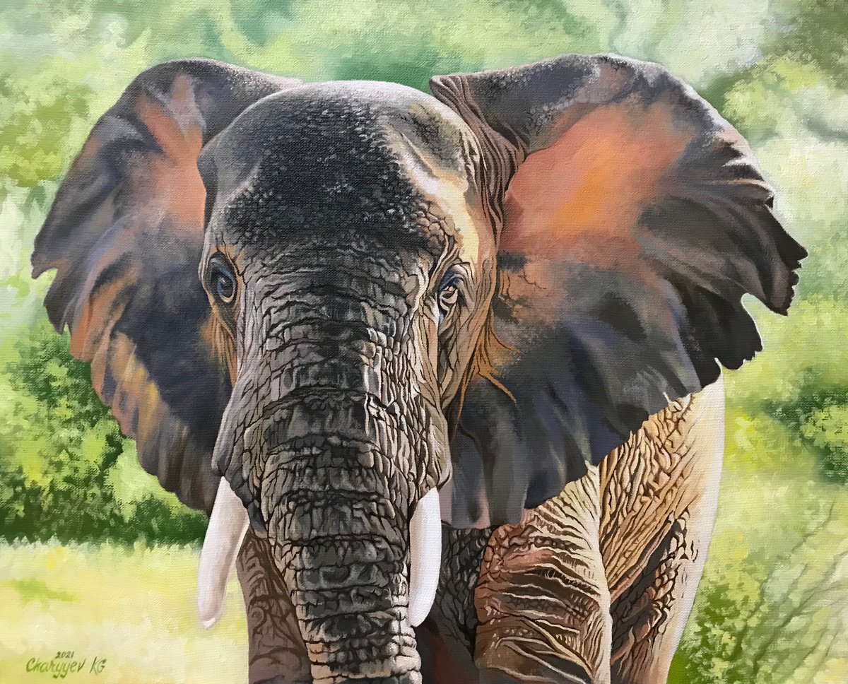 African elephant by Kakajan Charyyev