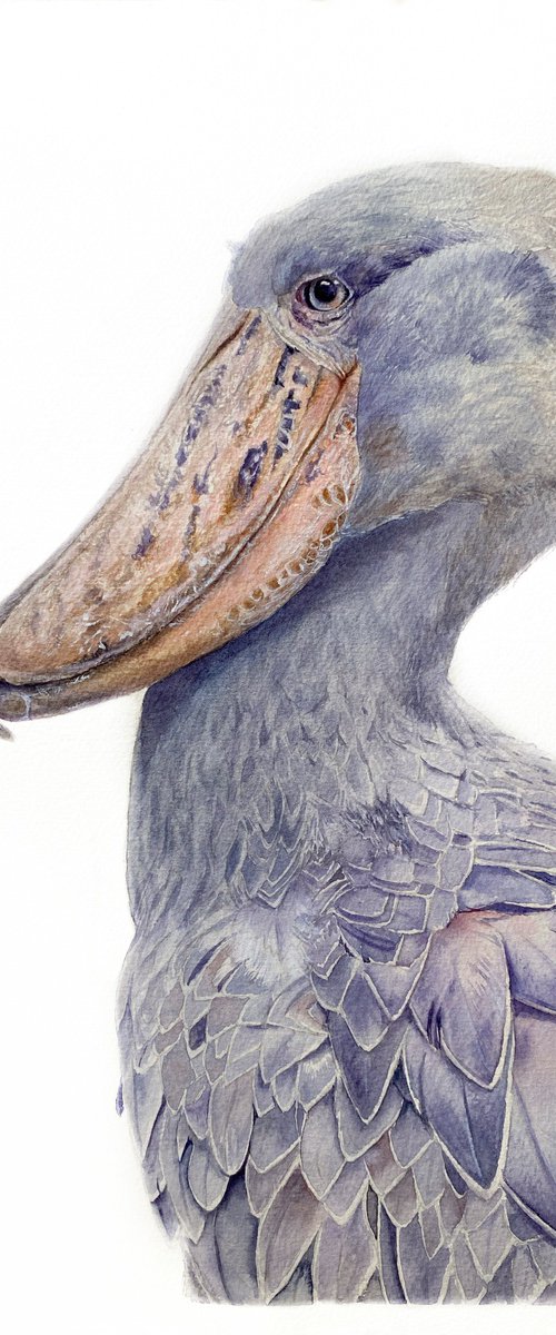 Shoebill bird portrait on white background by Tetiana Savchenko