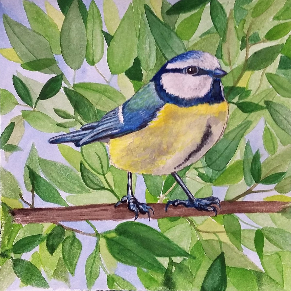 Blue tit by Carolynne Coulson