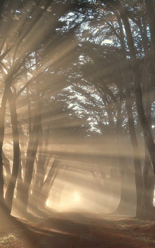 Cypress Tree Sunrise by Emily Kent