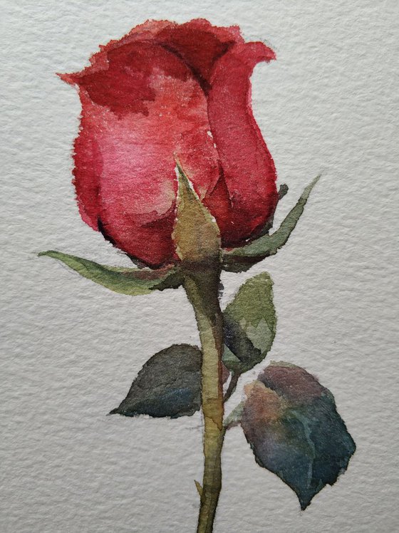 Rose 7