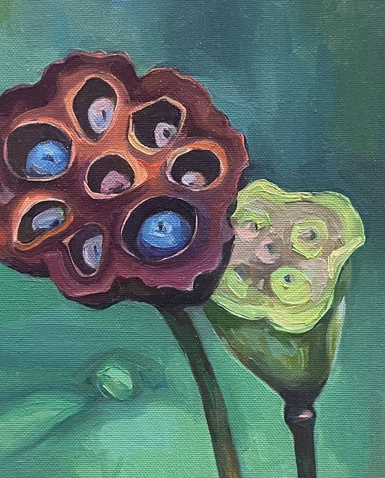 Lotus pods