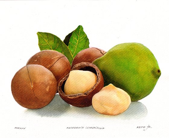 Macadamia integrifolia