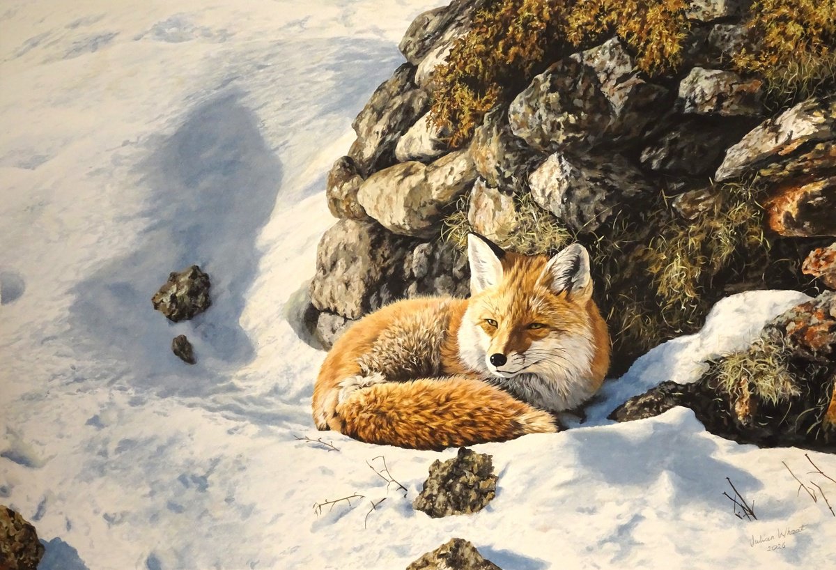Fox De Batere By Julian Wheat, 31 X 22, Artwork For Sale On Artfinder