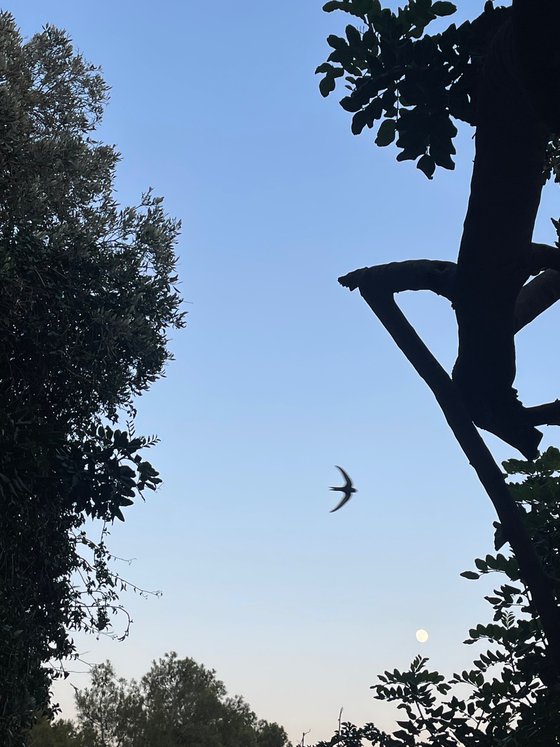 Swallow & Moon