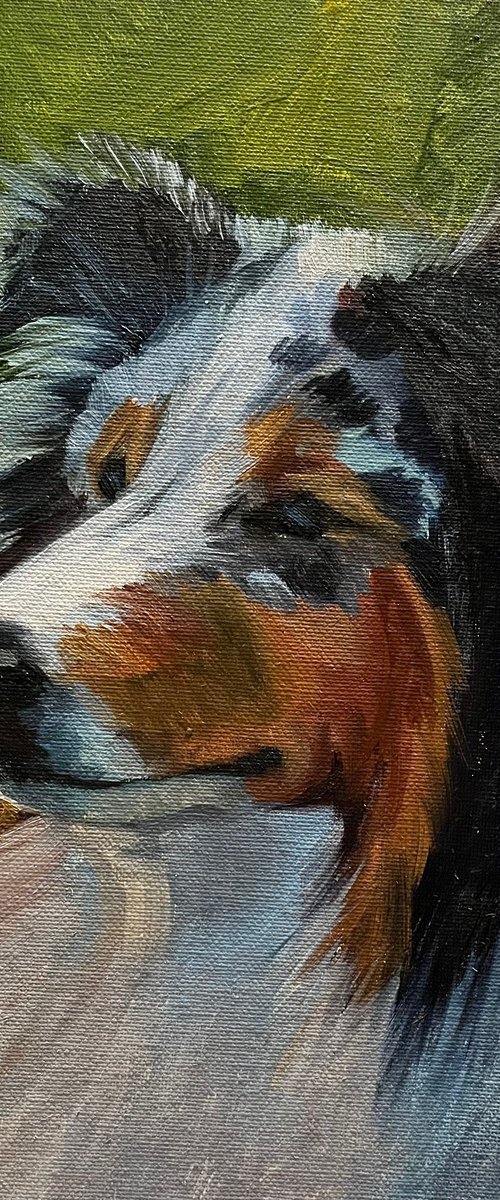 Rough Collie by Alona Vakhmistrova