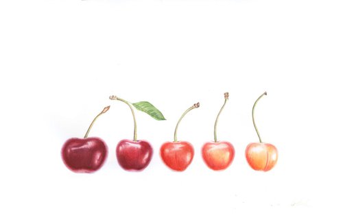 Sweet Cherries by Olga Koelsch