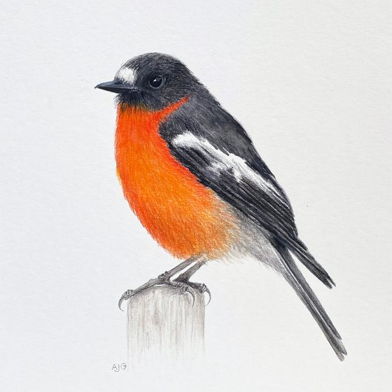 Flame Robin