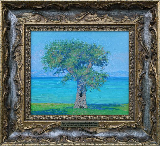 Olive tree on the Dassia