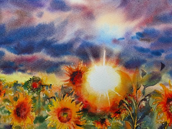 Yellow sunflowers field