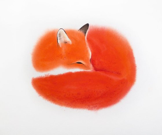 Red Fox Curls Up for a Nap #2