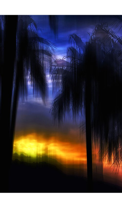 Tropical Palms. Limited Edition 1/50 15x10 inch Photographic Print by Graham Briggs