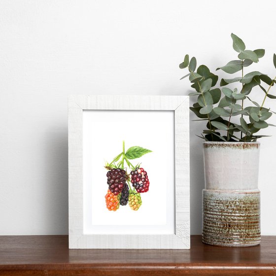 Blackberries original watercolor
