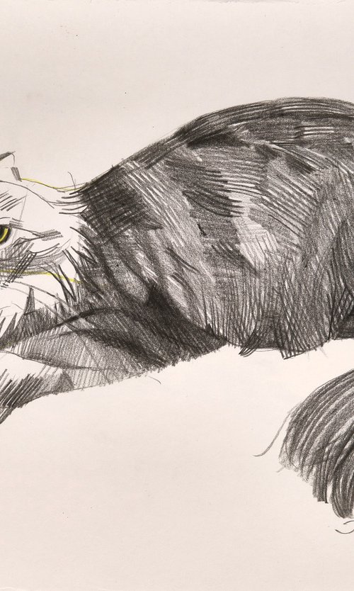 Sketch of a cat by Inna Pantelemonova