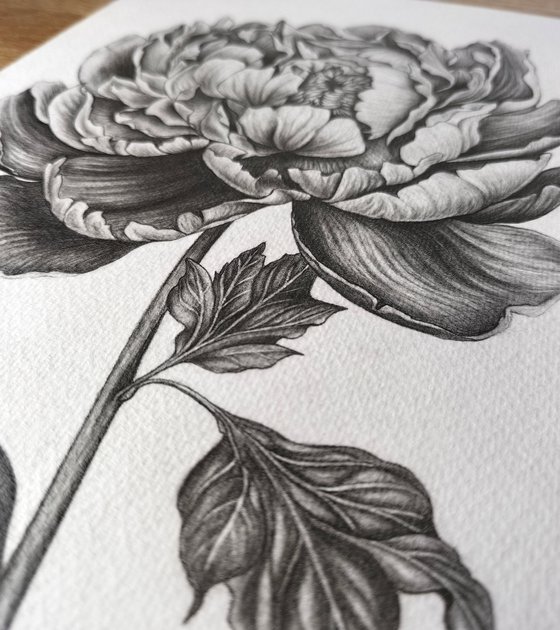 Peony