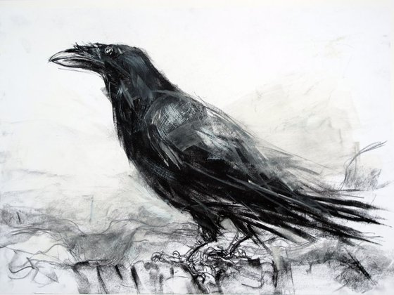 Raven in Cumbria