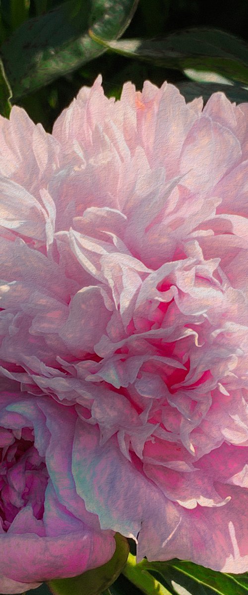 Pink Peony Study by Barbara Storey